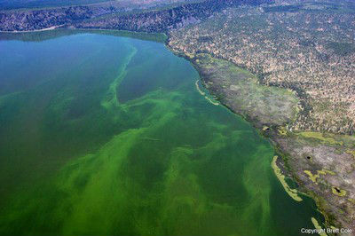 Klamath Lake Blue Green Algae