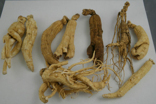 different types of ginseng